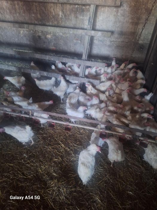 Kury Lohmann Sandy biała 42 tygodnie duże jajko dowóz sobota niedziela