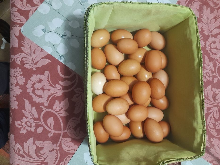 Ovos caseiros galinhas