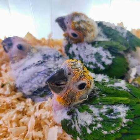 Várias aves disponíveis