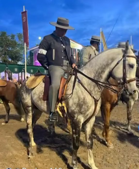 Cavalo  Puro sangue Árabe 5 anos