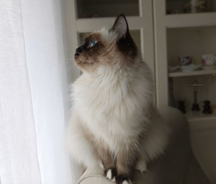 Kotka hodowlana Neva Masquerade