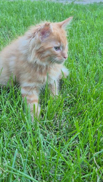 Maine Coon rudy kocurek