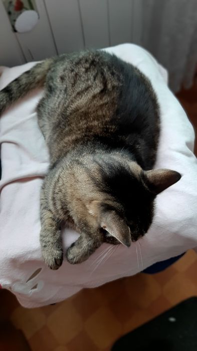 Кастрований молоденький котик в добрі ручки