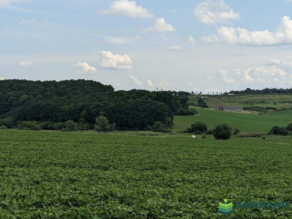 Земля 13 соток в с.Колодіївка,урочище "Нива" під будівництво (5)