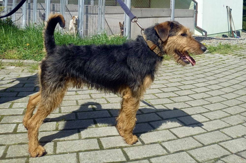 Vasco w typie terriera szuka domu