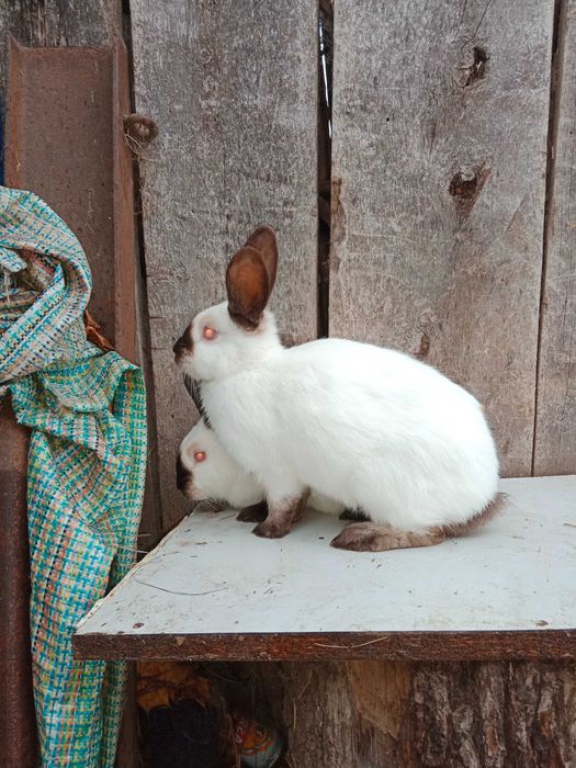 Kalforniskie samicę i samiczki