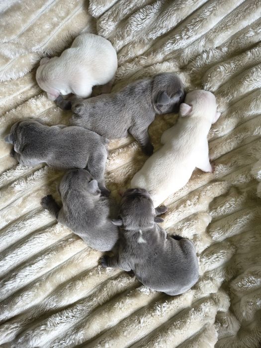 Buldog francuski umaszczenie lilac