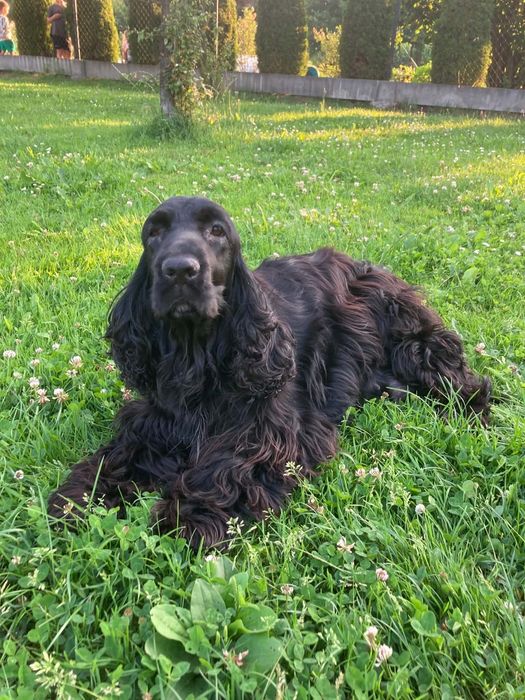 Cockapoo ( Pudel + Cocker spaniel )