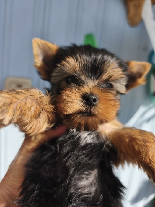 мини Йорк девочка  3,5 мес.