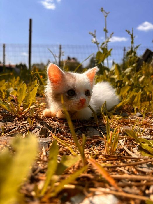 Mały kotek do adopcji. Za darmo. Oddam kota