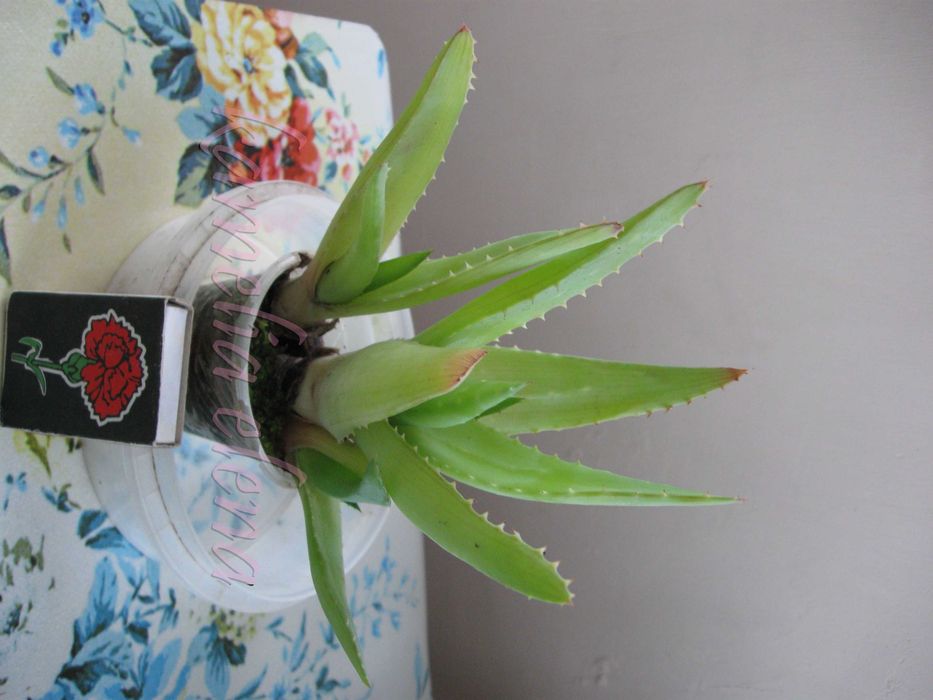 Алоэ вера лечебный.