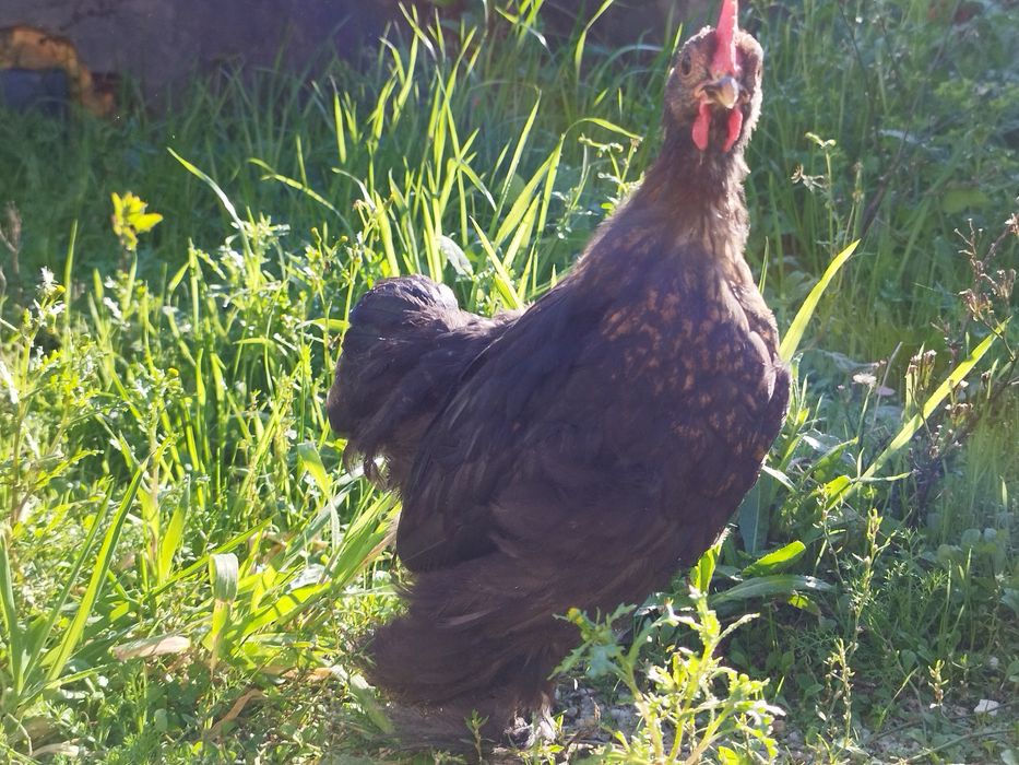 Pekins...black , black copper e black mottled