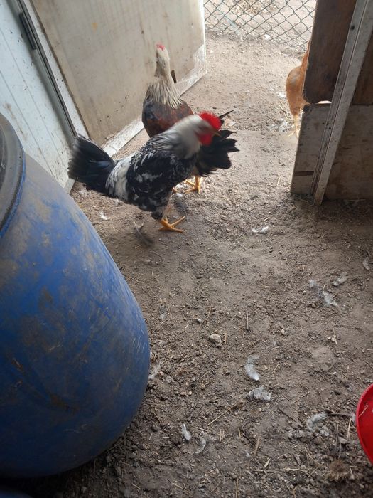 Galos e galinhas caseiros