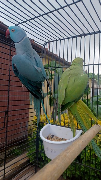 Lindos ringnecks bons para produção.