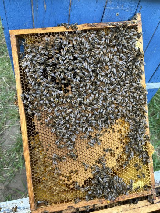 odkłady ,  maj 2026