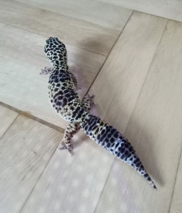 terrarium dla gekona