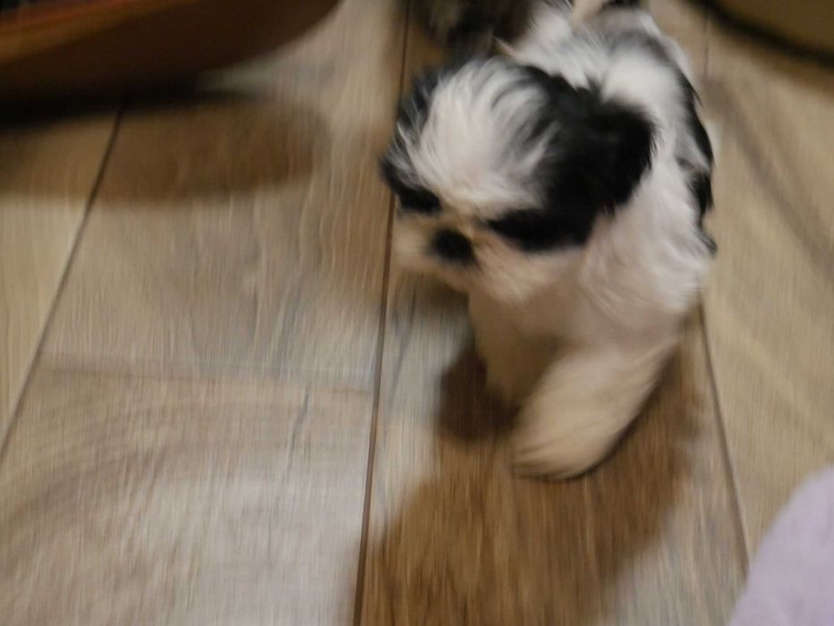 SHIH TZU -Mini Piesek