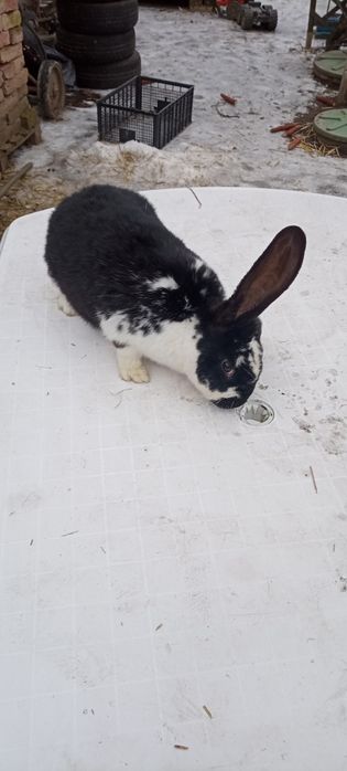 Króliki  Belgi Młode