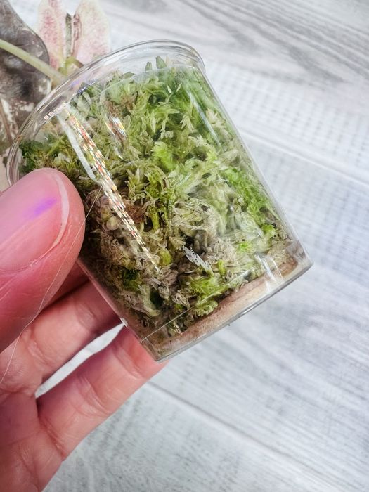 Набір Алоказія Black Velvet gold gragon mint Variegata polly
