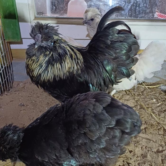 Kury ozdobne różne