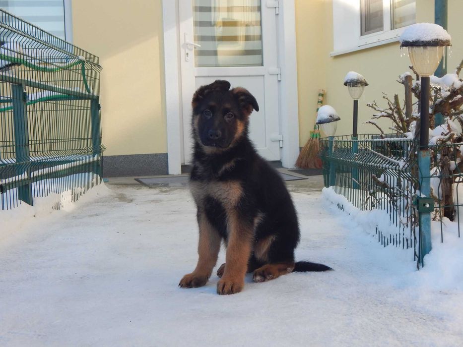 німецька вівчарка