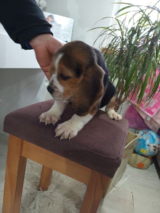 Suczka Beagle gotowa do odbioru