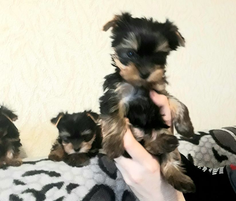 Продам щенков йорков