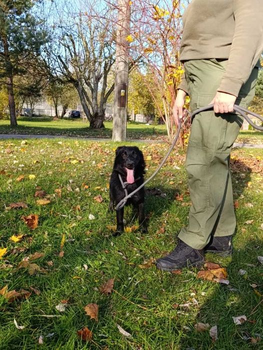 Karbonik młody pies czeka w schronisku bez wolontariatu