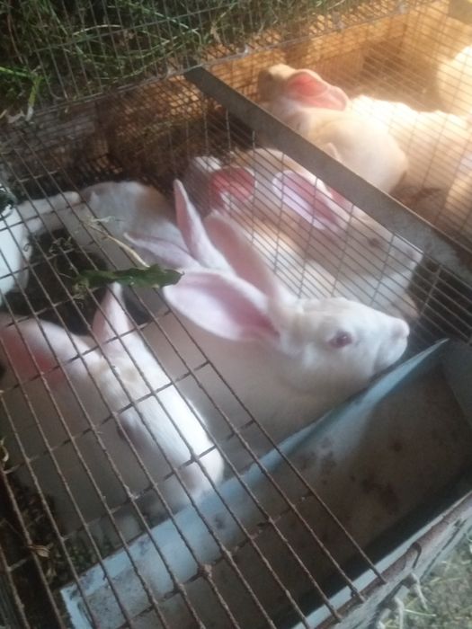 Термонська біла різного віку