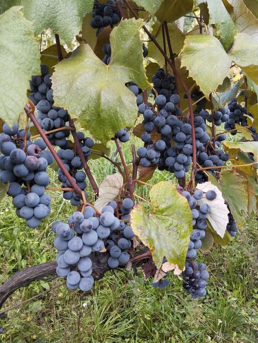 Продам Сік Виноградний Закарпатський