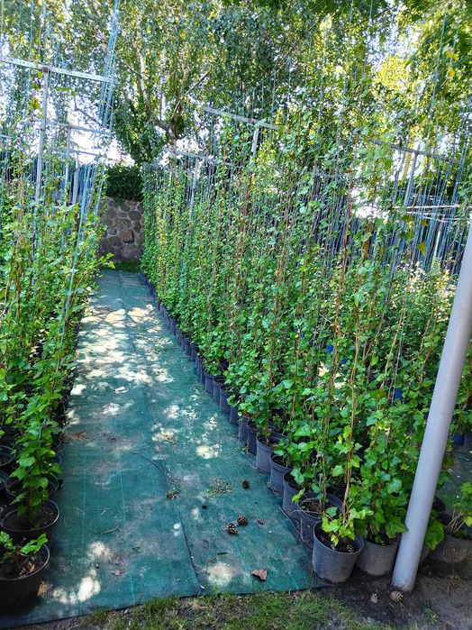 bluszcz   hedera helix , zimozielony do  150 cm