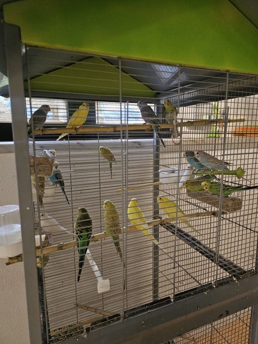 Vendo periquitos femias