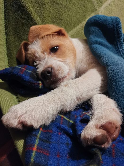 Oddam pieska w dobre ręce