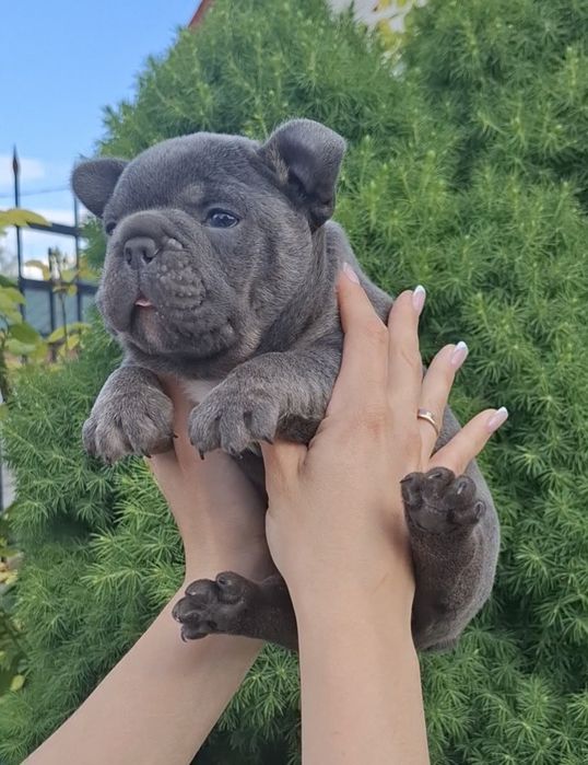 Бомбезний Блакитний хлопчик