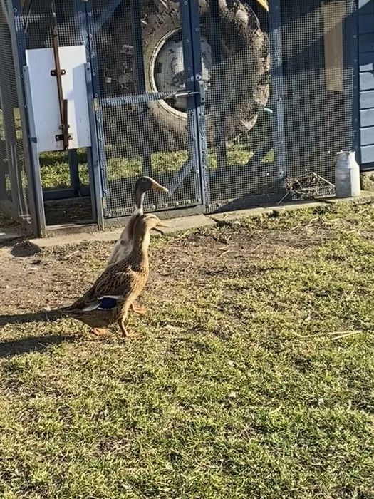 Jajka lęgowe biegów indyjski rodzinka 1+2 wysoka płodność