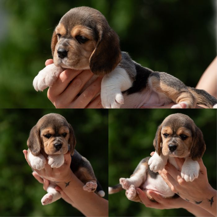 Чудові цуценята бігля, родовід КСУ