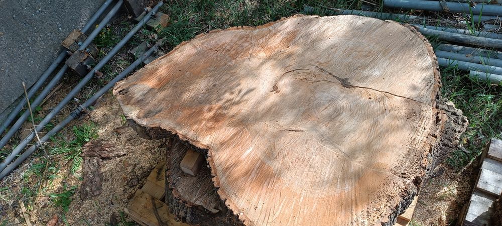 Plastry drewna z jesionu