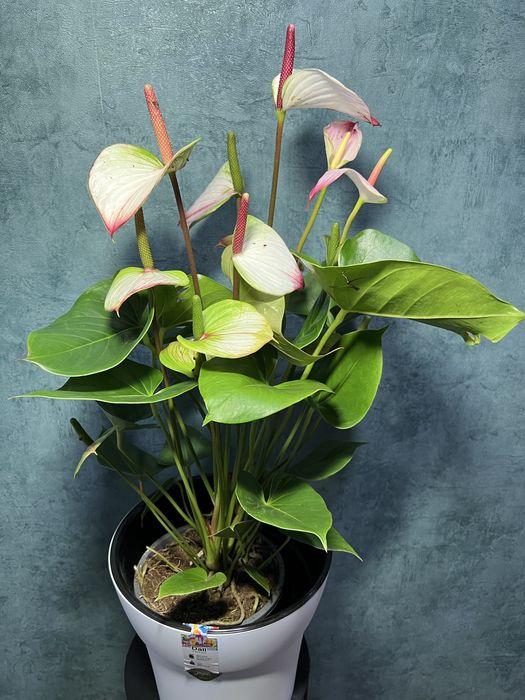 Антуріум Принцеса Амалія h 80 см