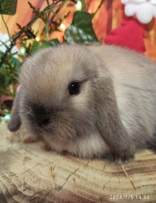 Висловухий карликовий баранчик