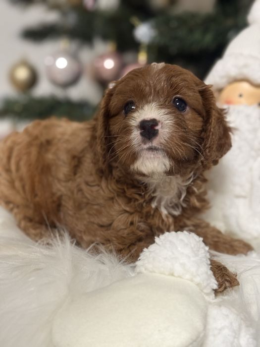 Cavapoo chłopak DO ODBIORU