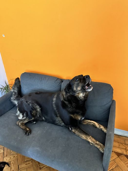 Preciso de um lar temporario