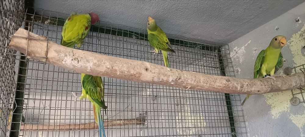 cabeças ameixa opalinos 2026 casal