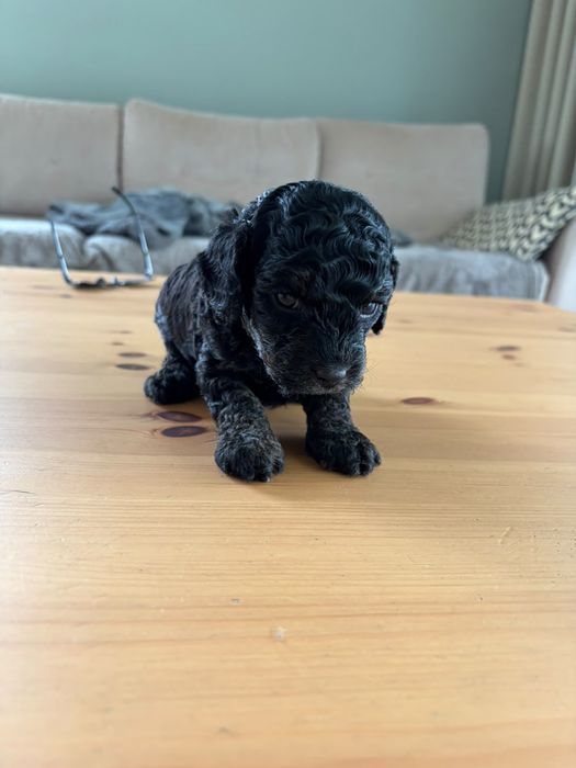 Cavapoo F1b pudel Toy
