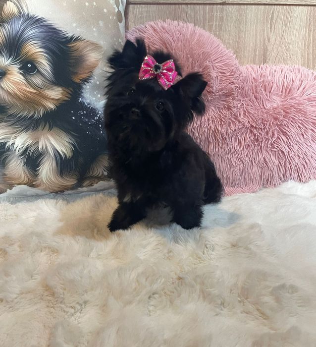 Helen- 4 miesiace, 1kg black tan