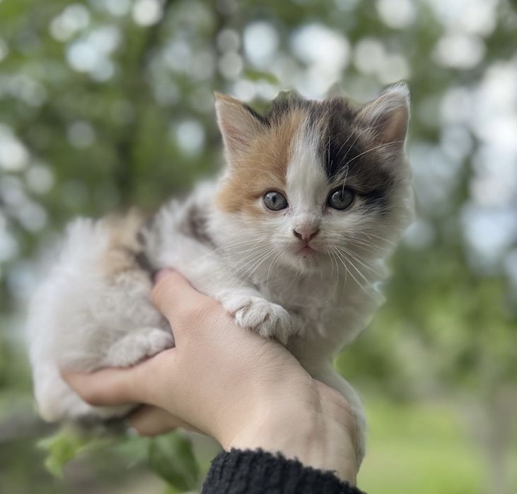 Персицькі котики з Тернополя