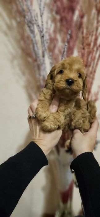 Мальчики мальтипу 2 мес