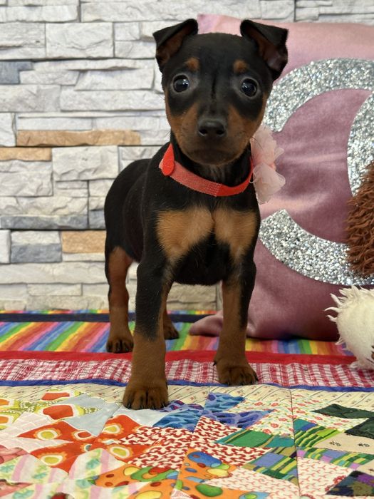 Щенки цвергпинчера. 2 мес привиты.