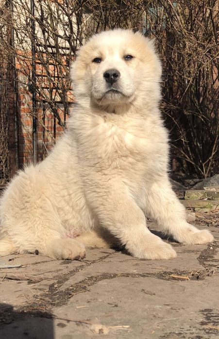 Среднесзиатская овчарка Алабай