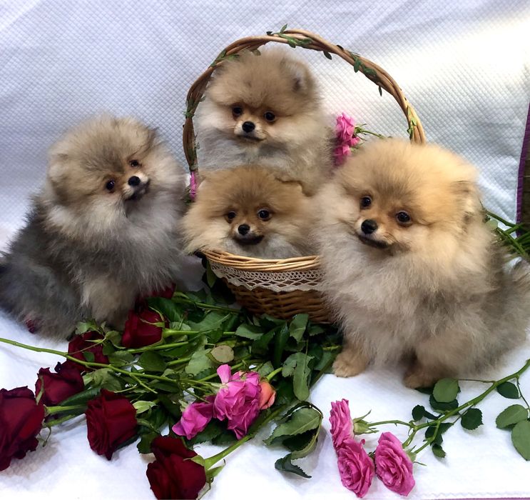 Померанські шпіци.Львів.КСУ.