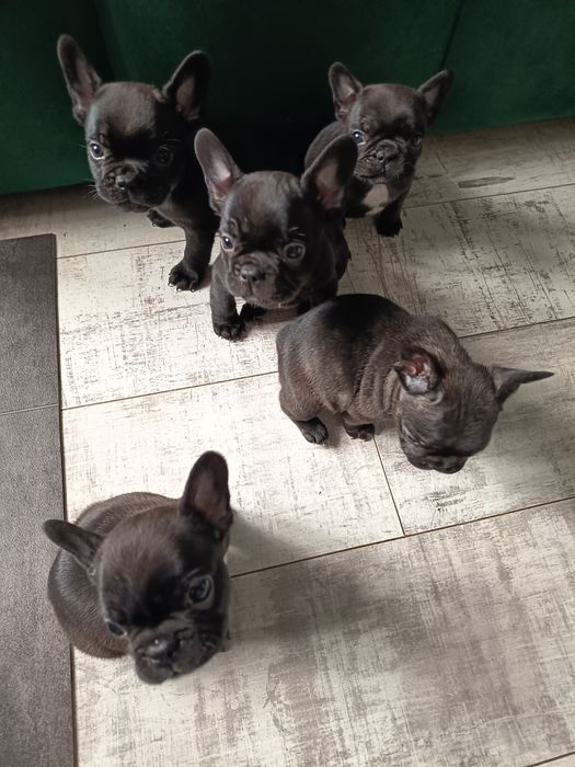 Buldog francuski - gotowy do odbioru pies